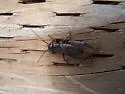 Western Trilling Cricket