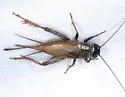 Western Trilling Cricket - photo 2