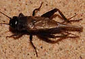Western Trilling Cricket - photo 3