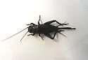 Western Trilling Cricket - photo 4