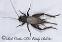 Western Trilling Cricket - photo 5