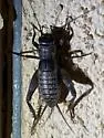 Arboreal Desert Field Cricket