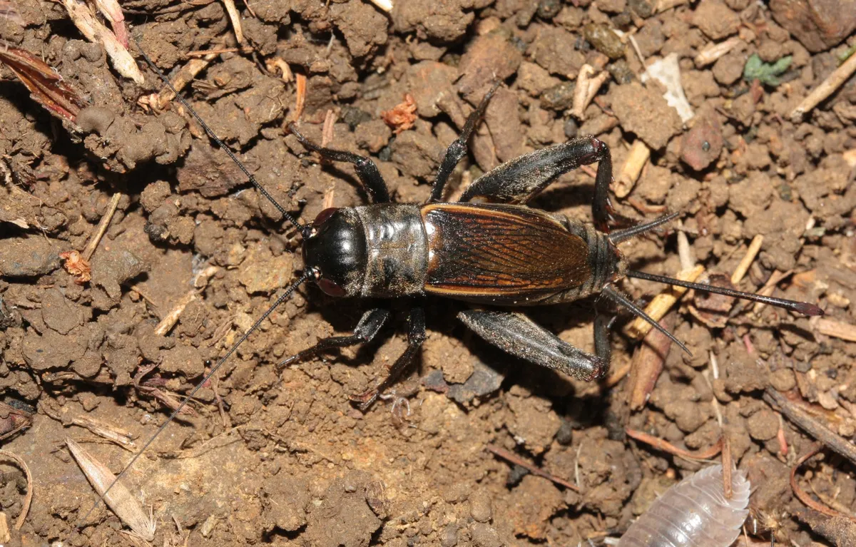 Variable Field Cricket - photo 2