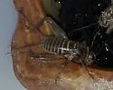 Long Cercus Field Cricket