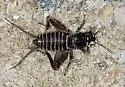 Long Cercus Field Cricket - photo 2