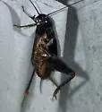 Long Cercus Field Cricket - photo 4