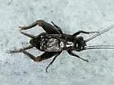 Long Cercus Field Cricket - photo 5