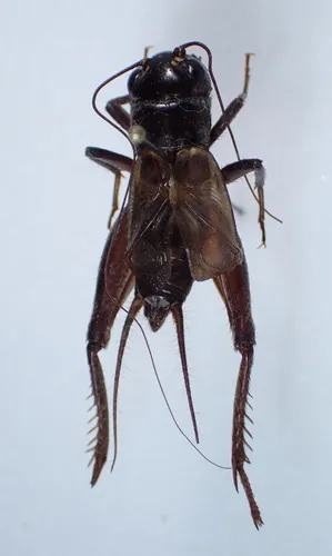 mountain wood cricket