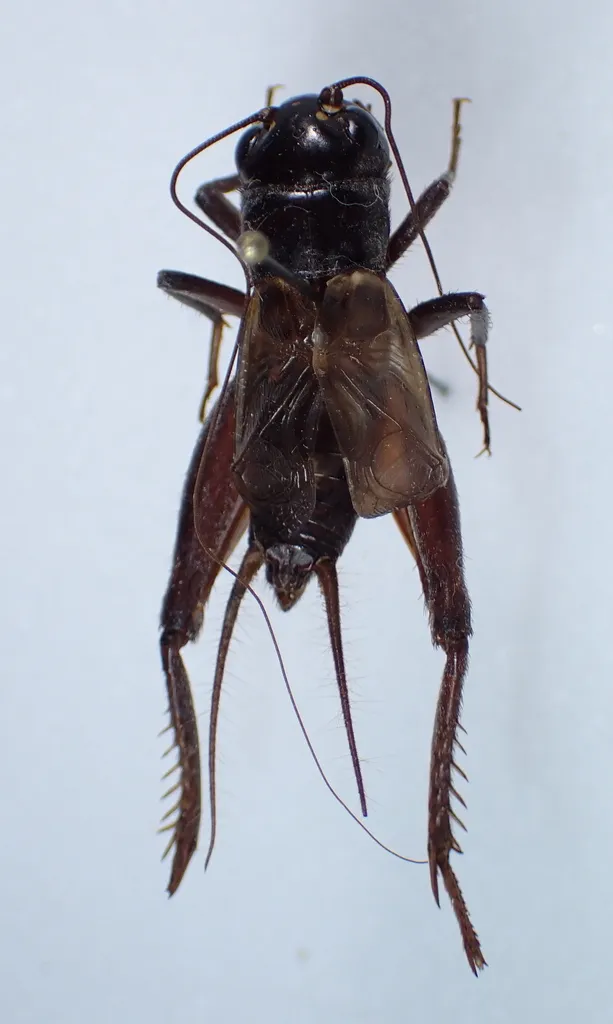mountain wood cricket - photo 2