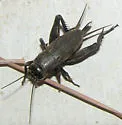 Long-chirp Field Cricket