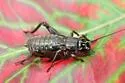 Long-chirp Field Cricket - photo 2