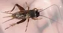 Long-chirp Field Cricket - photo 3
