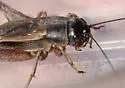 Long-chirp Field Cricket - photo 4