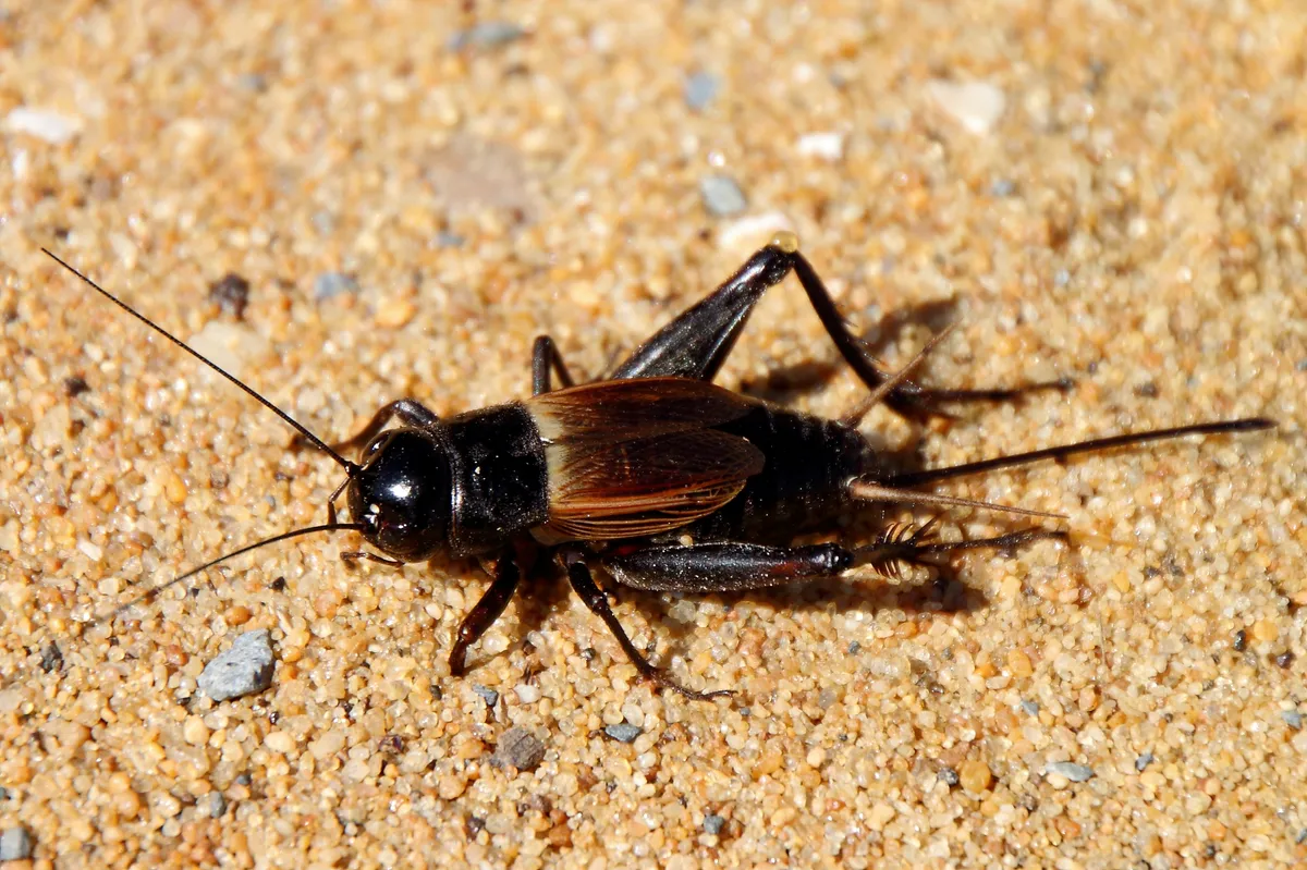 Fall Field Cricket - photo 2