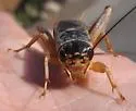 Badlands Cricket - photo 2