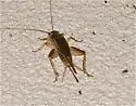 Badlands Cricket - photo 3
