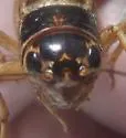 Badlands Cricket - photo 5