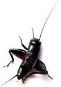 McDonald Observatory wood cricket