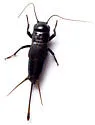 McDonald Observatory wood cricket - photo 2