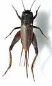 Eastern Trilling Cricket