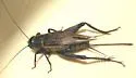 Eastern Trilling Cricket - photo 2