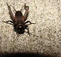 Eastern Trilling Cricket - photo 3
