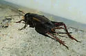 Eastern Trilling Cricket - photo 4