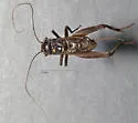 western rock-loving field cricket