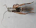 western rock-loving field cricket - photo 3