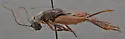 western rock-loving field cricket - photo 4