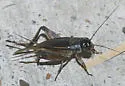 Texas Trilling Cricket - photo 2