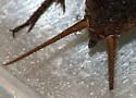Texas Trilling Cricket - photo 3
