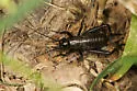 Texas Trilling Cricket - photo 4