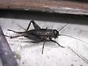 Texas Trilling Cricket - photo 5