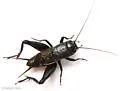Texas beach field cricket
