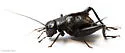 Texas beach field cricket - photo 2