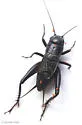 Texas beach field cricket - photo 3