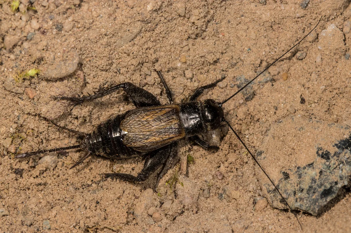 Spring Field Cricket