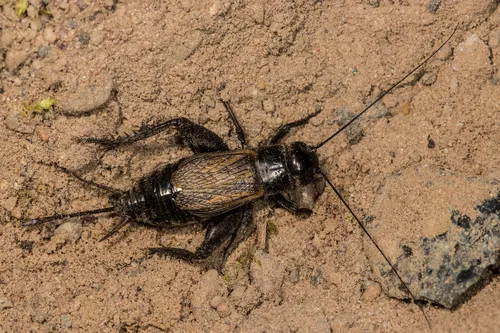 Spring Field Cricket - photo 3
