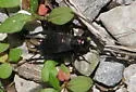 Northern Wood Cricket