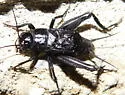 Northern Wood Cricket - photo 2