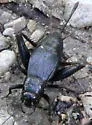 Northern Wood Cricket - photo 3