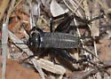 Vocal Field Cricket
