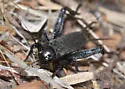 Vocal Field Cricket - photo 2