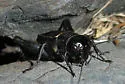 Vocal Field Cricket - photo 4