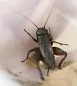 Vocal Field Cricket - photo 5