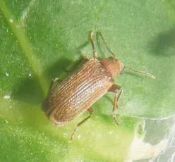 Grynobius planus