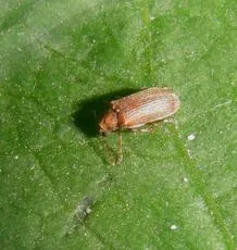 Grynobius planus - photo 2