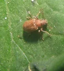 Grynobius planus - photo 3