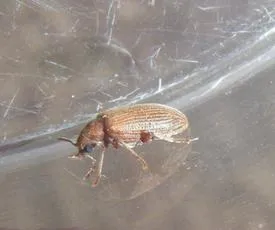 Grynobius planus - photo 4